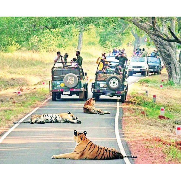 Tadoba National Park  2N/3D